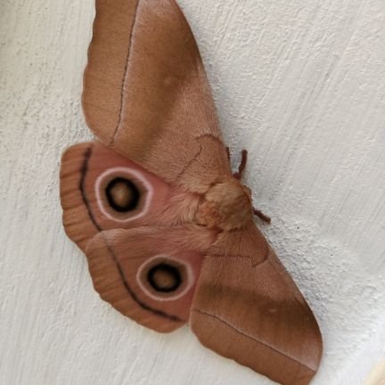 iamCHUKWUEBUKA's profile picture. Crypto student.

Tweets represent my opinion till I know better!

  Big believer of @yupp_ai