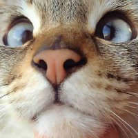 Cross Eyed Cat(@SalvadorSituat1) 's Twitter Profile Photo