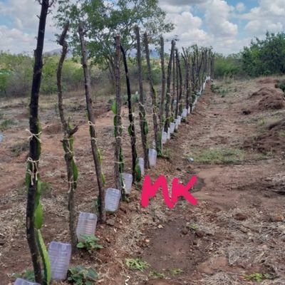 High Density Row Planting (HDRP) Systems in Dragon fruit, Plantain and Sweet banana commercial farming.