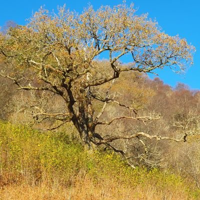 The Native Woods Cooperative (Scotland) Ltd