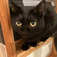 おこげ 筋トレ&猫&Ski&くま吉 (@nix_kar_neve) 's Twitter Profile Photo おこげ 筋トレ&猫&Ski&くま吉 (@nix_kar_neve) 's Twitter Profile Photo