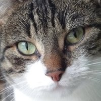 Gert Gullentops 🐱🐯🇧🇪 (@gatagordo) 's Twitter Profile Photo Gert Gullentops 🐱🐯🇧🇪 (@gatagordo) 's Twitter Profile Photo