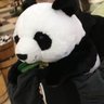 panda_ri_ma's profile picture. パンダ系AIエンジニア🐼AtCoder(2022/11/19~):Giant_Panda