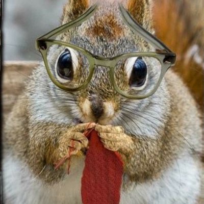 Righteous Squirrel Profile