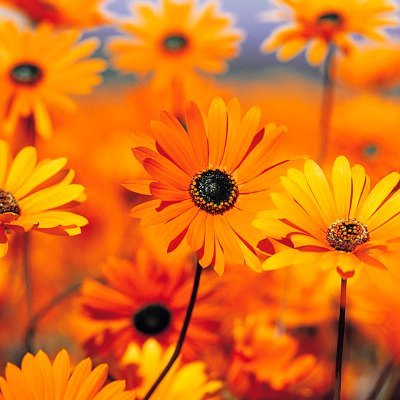 Sirestars's profile picture. CitizenEarth