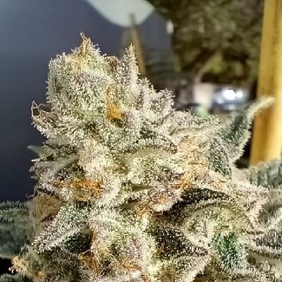 Carl Packard has 33 years full-time professional experience cultivating and breeding exotic genetics. Where it all began - Google: Jack Herer Carl Packard 1989