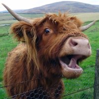 CowFartsForTrump 🐄💨(@CowTrump) 's Twitter Profile Photo