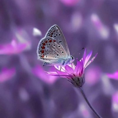 ILHANDE27027143's profile picture. 