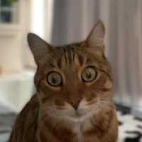 Gys (@gislain72796968) 's Twitter Profile