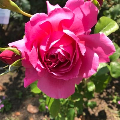 ころろさんのプロフィール画像