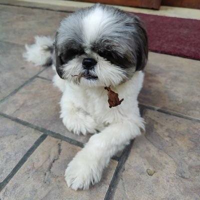 RoyMadhavi's profile picture. 