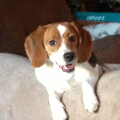 Having a good attitude really matters.
*Waldenstrom Macroglobulinemia Awareness.
Rescue a Beagle! 🐶🐕
$CChask