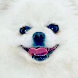 Hooray_for_Pups Profile Picture