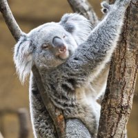 コウタロウ (@kota56543391) 's Twitter Profile Photo