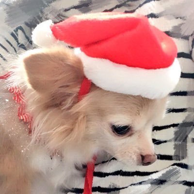 やくるとさんのプロフィール画像