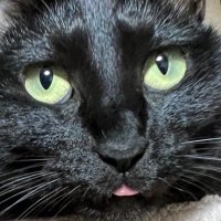 かわぐち (@lunatic_q9) 's Twitter Profile