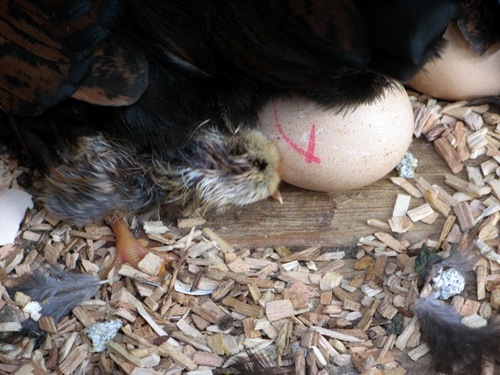 javahow's profile picture. 