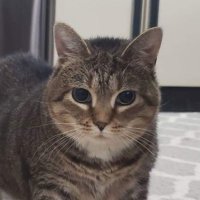 Daily Catgirl Updates(@CatgirlBrand) 's Twitter Profile Photo