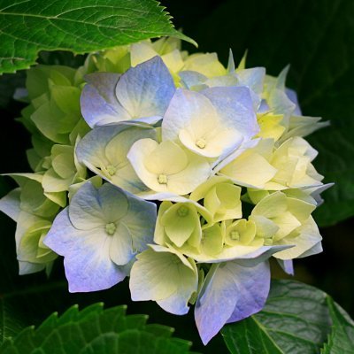 JinoeLoube's profile picture. chanchantale