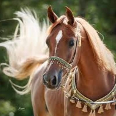 أم لأربعة أبناء. الكبرى منهم متلازمة داون💞 وهي مصدر سعادتنا. معلمة أحياء وعلوم. محبة للخير وأسعى لأجله🕊🙏🏻🤍. مؤمنة بأن كل شئ من الله هو خير🤍