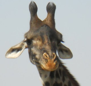 pastorrooper's profile picture. 