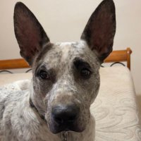 Amy Mata (@luvumoistest) 's Twitter Profile