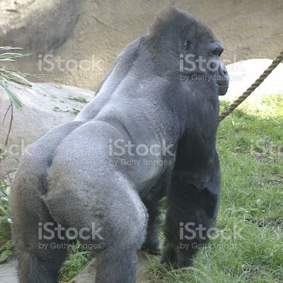 Ubembe1's profile picture. Post kyberpunkovy komunista. Butlerian Jihad. Telepaticky urychlena evoluce primátů.