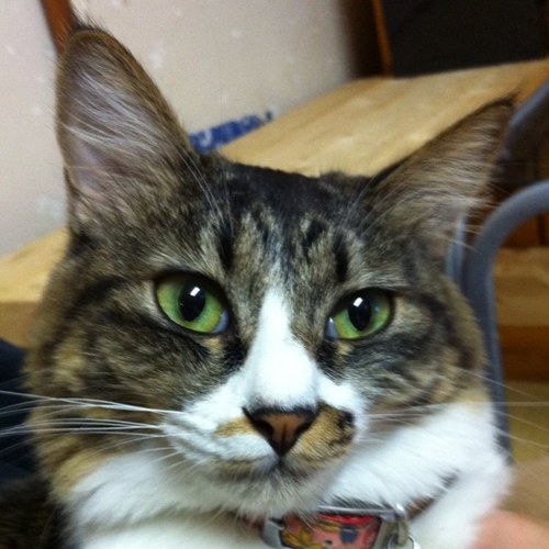 master_kuroneko's profile picture. 