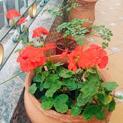 Espacio Verde 🌱 Cultivando Plantas 🪴
Naturaleza y Armonía 🌍

"To plant a garden is to believe in tomorrow" 

-Audrey Hepburn.
