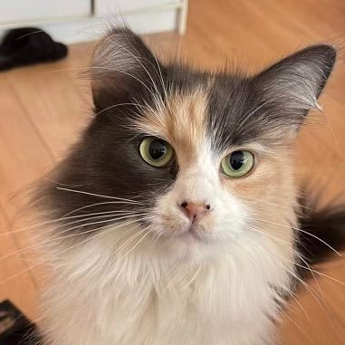 NotaroCindy's profile picture. 