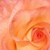 уιηє вιя gÜℓηİнαℓ (@_gul_nihal_) Twitter profile photo уιηє вιя gÜℓηİнαℓ (@_gul_nihal_) Twitter profile photo