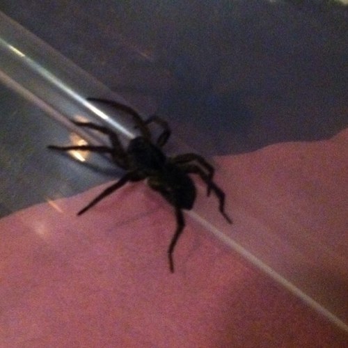 schismogenetic's profile picture. I literally can't even. Just... No.