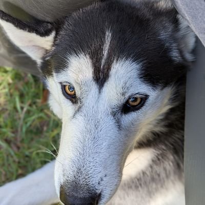 sit_awareness's profile picture. FEAR...FACTOR