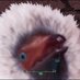 猫大佐🐡 (@tufkrk) Twitter profile photo 猫大佐🐡 (@tufkrk) Twitter profile photo