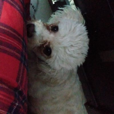 Cesar17619613's profile picture. Si gracias