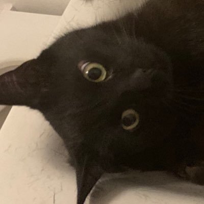 🎨 self-taught amateur artist😸Cats💜🐾 comic reading 📖 Cat content/// SKZ/&Team/1Verse 🔥✨ 🗣️🇩🇪 🇵🇹 🇺🇸 🇪🇸 (rusty) /learning🇯🇵