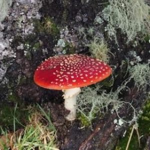 Twitter account of the Fungal Biology Supergroup at the UniversThe University of Wisconsin-Madison