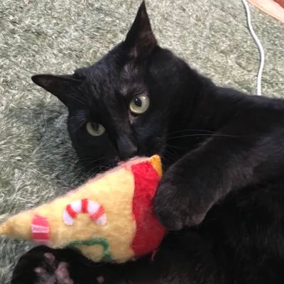 音楽と猫と野球と花火が好きです🎼🎶🐈‍⬛⚾️🎆猫は好きすぎて「親バカ」ならず「バカ親」😅クラシックの若手演奏家さんの演奏に生きる力をもらっています🥰✨