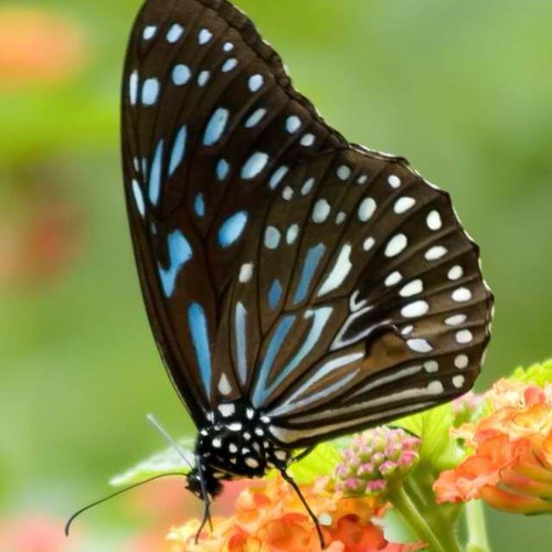 afmstl's profile picture. 