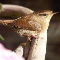 René van Hezewijk (@renevanh) 's Twitter Profile