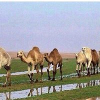 🇸🇦 (@nnaf1shmr) 's Twitter Profile