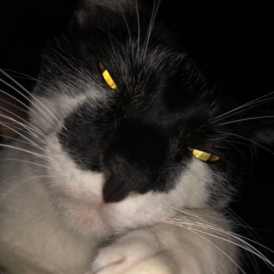 im sea and if twitter suspends this account im killing mys-