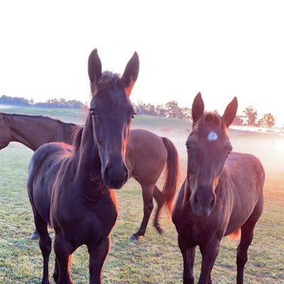 MyronHershberg6's profile picture. If u look very closely u will see me not giving a f***