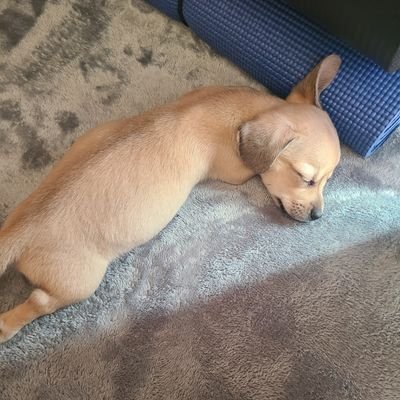 karashinohaha's profile picture. からし(チワックス2022/9/5BIRTHDAY)生活記録。
旦那@karashinotweetと3人で素敵な家族になります！小さい頃から愛犬飼ってたのですが、自分育てるのは初心者です。