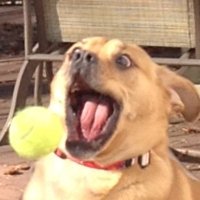 DomsMad💢 (@domsmad) 's Twitter Profile