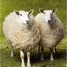 whitesheepranch's profile picture. Victor, Idaho.
Trying to keep my sheep together.

I block anyone, at any time, for any reason.