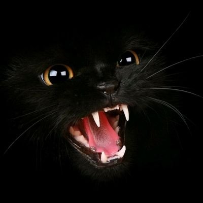 Hasibul21907854's profile picture. 