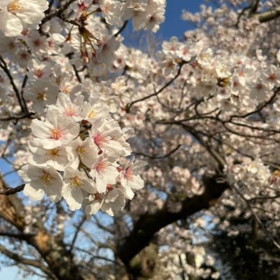 holo_remontea's profile picture. 