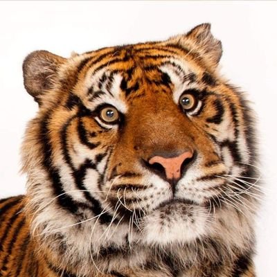elRamirito_'s profile picture. Quiero un arriero con todo porfa🐯🧡