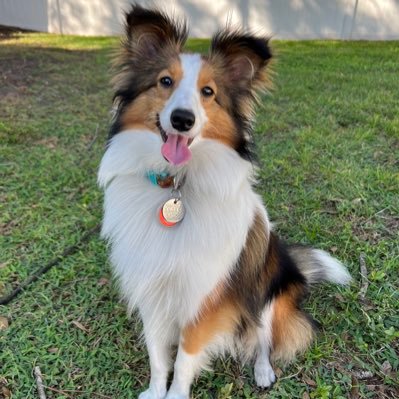 Gotta new Sheltie puppy, Cap’n Sully. God sometimes does the unexpected and makes us better for it. God knows our heart. How is our heart today?